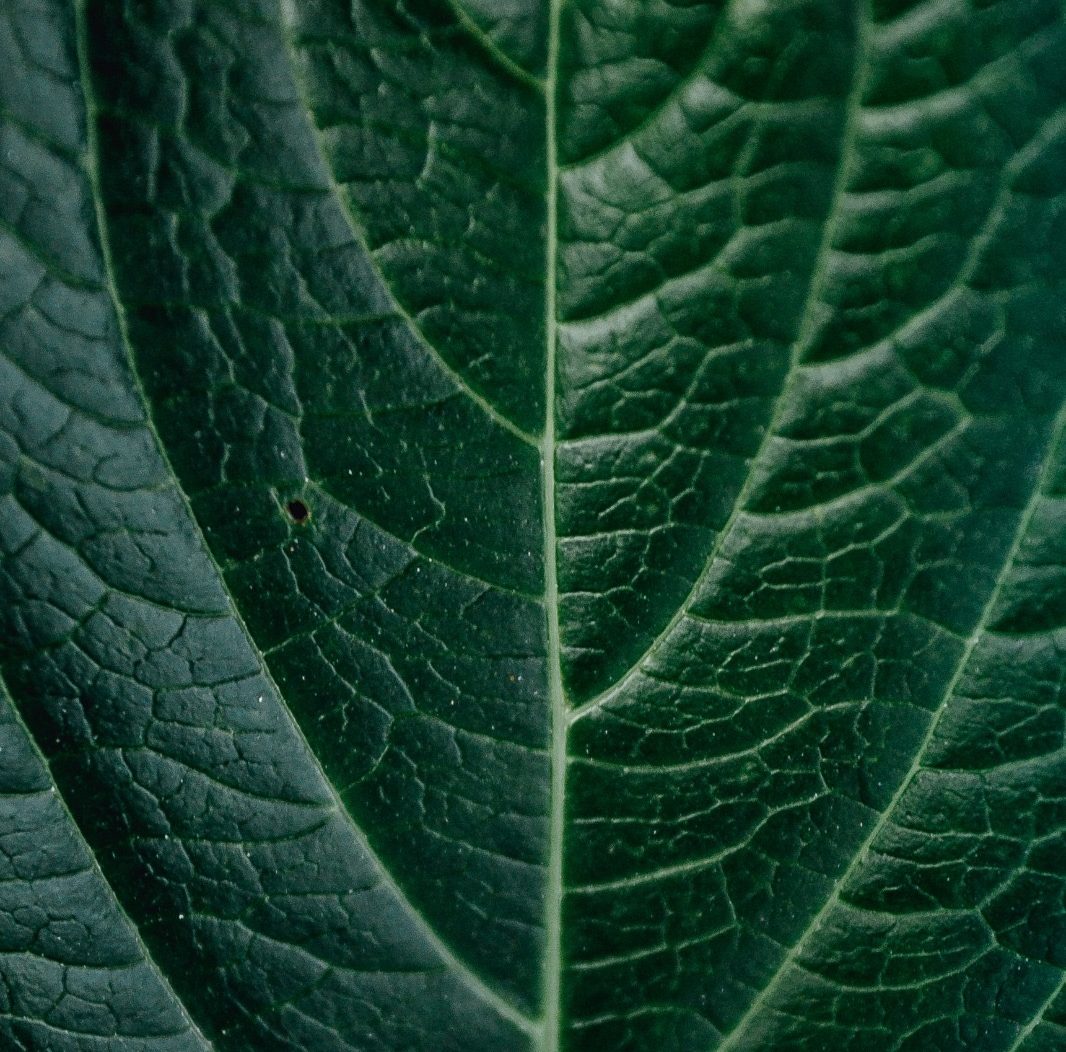 Kennt ihr den Baum des Lebens?