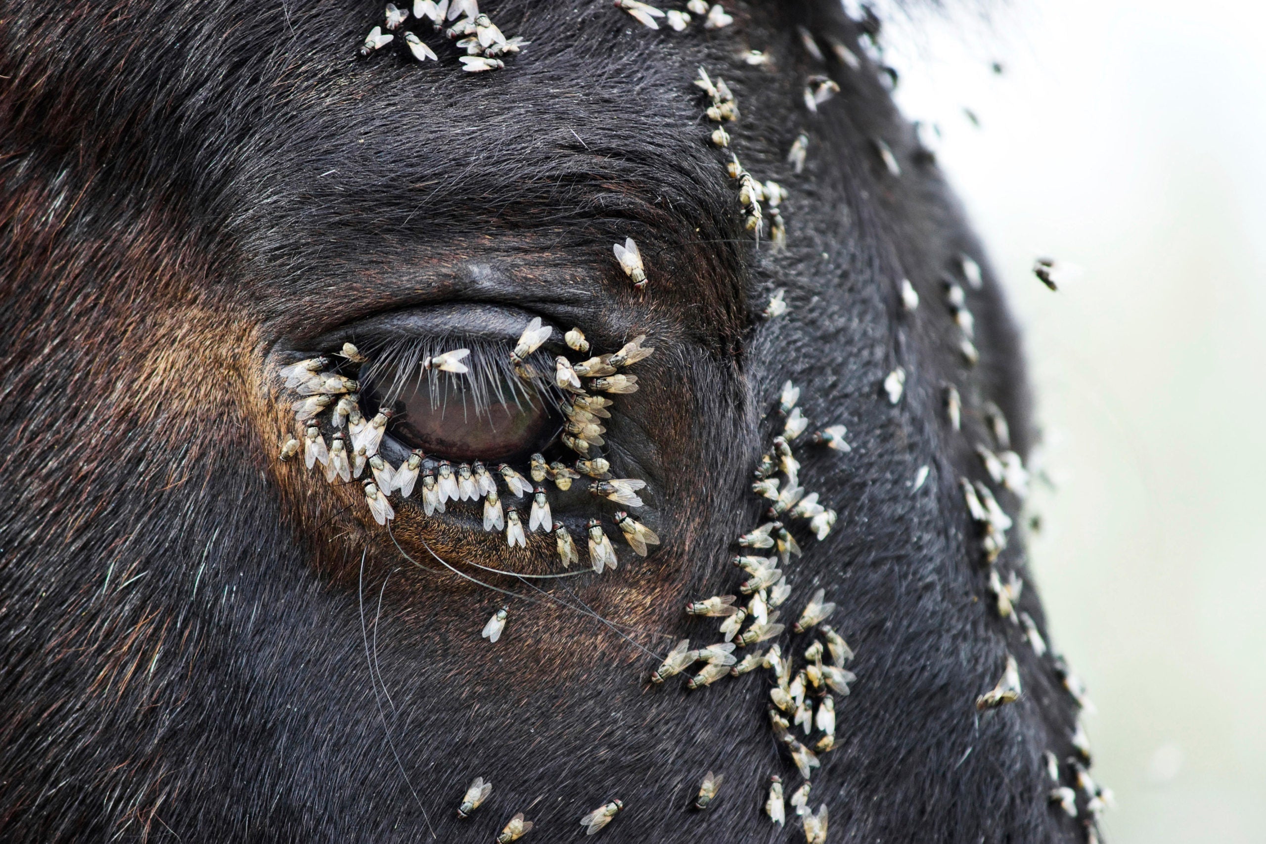 Sommerzeit – Fliegenzeit