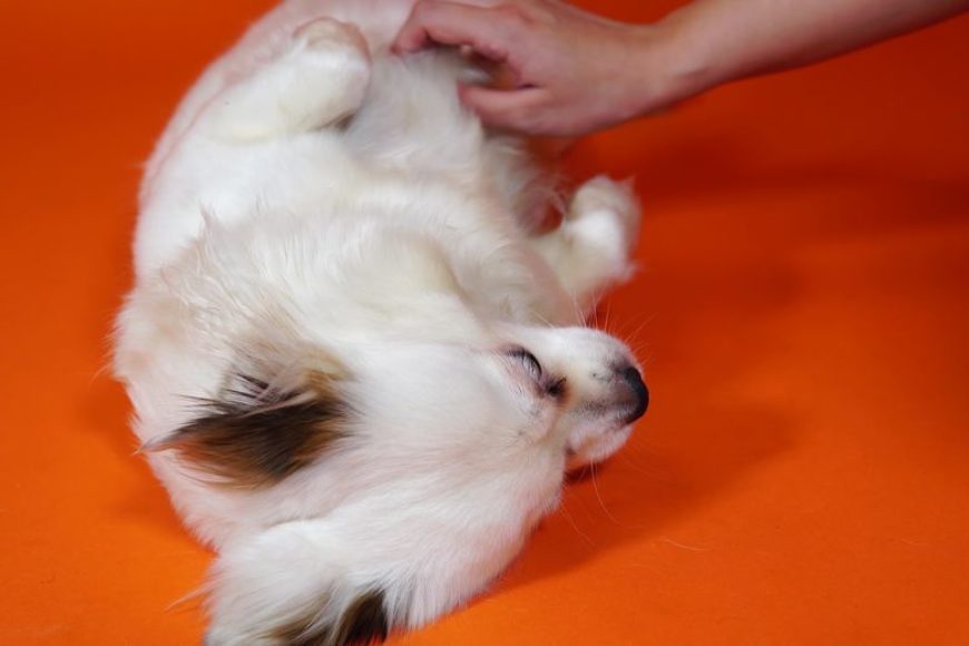 Der Tod sitzt im Darm