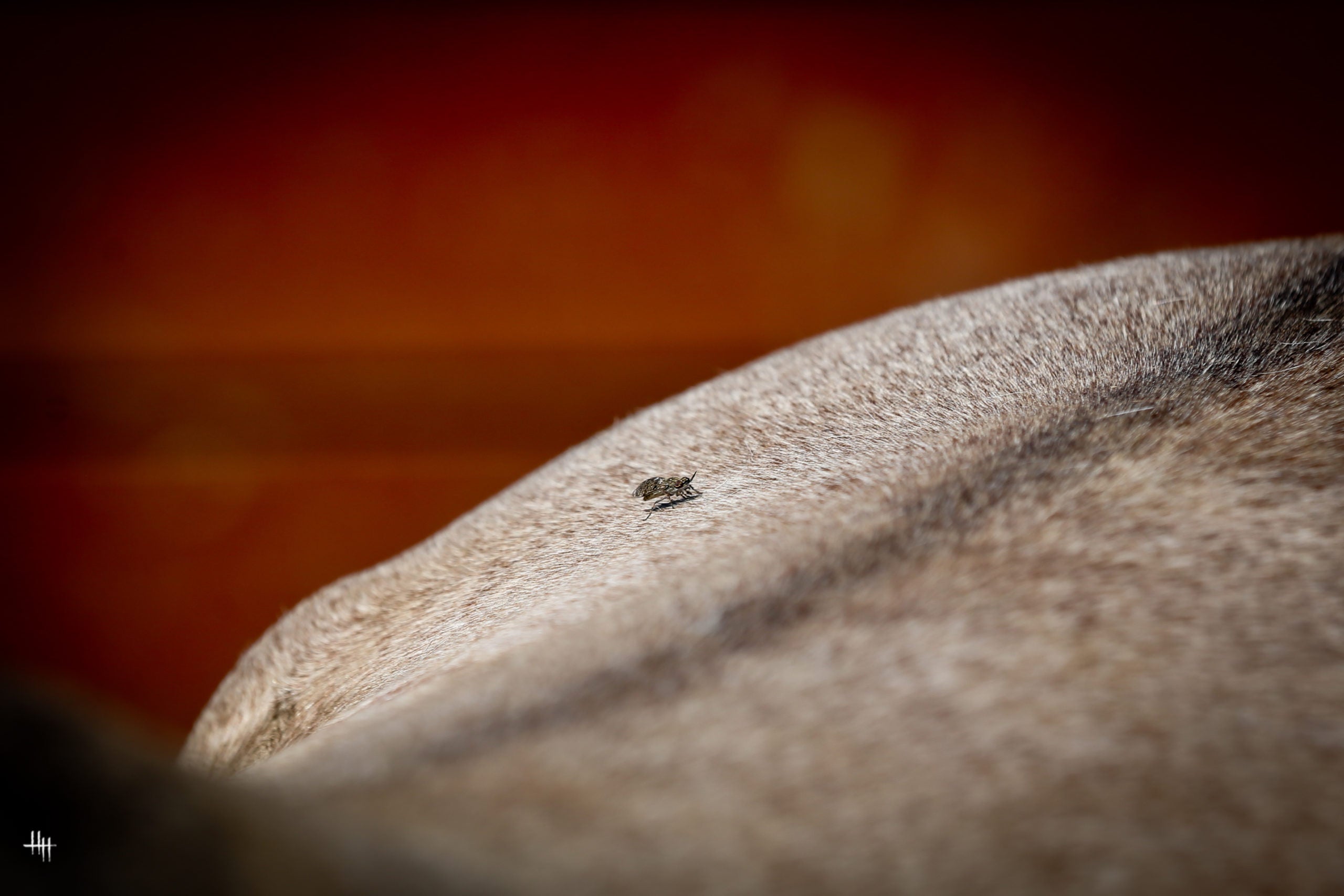 Bremsen, Kriebelmücken