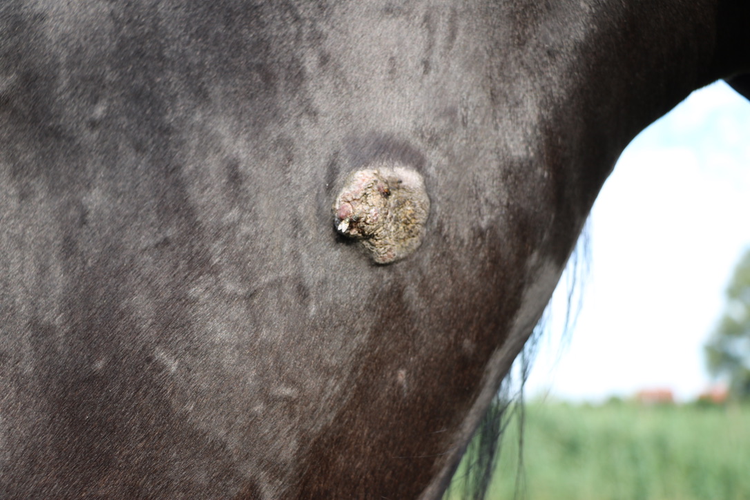papillomavirus beim pferd